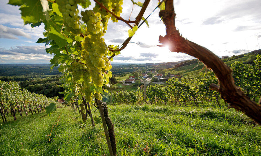 Grüne Trauben hängen an den Rebstöcken in einem sonnenbeschienenen Weinberg auf einem Hügel. Im Hintergrund sind ein kleines Dorf und eine hügelige Landschaft unter einem teilweise bewölkten Himmel zu sehen.