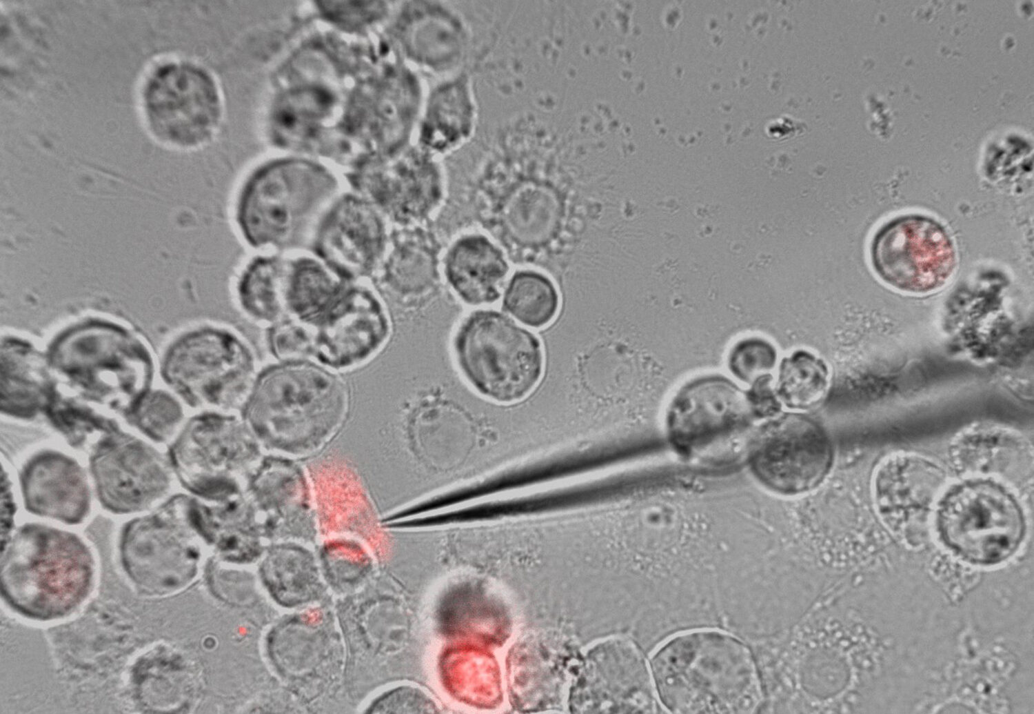 Das Mikroskopbild zeigt eine Gruppe runder Zellen, von denen einige rot hervorgehoben sind. Ein dünnes nadelartiges Instrument zeigt auf eine rote Zelle, was auf einen Vorgang wie Injektion oder Extraktion hindeutet.
