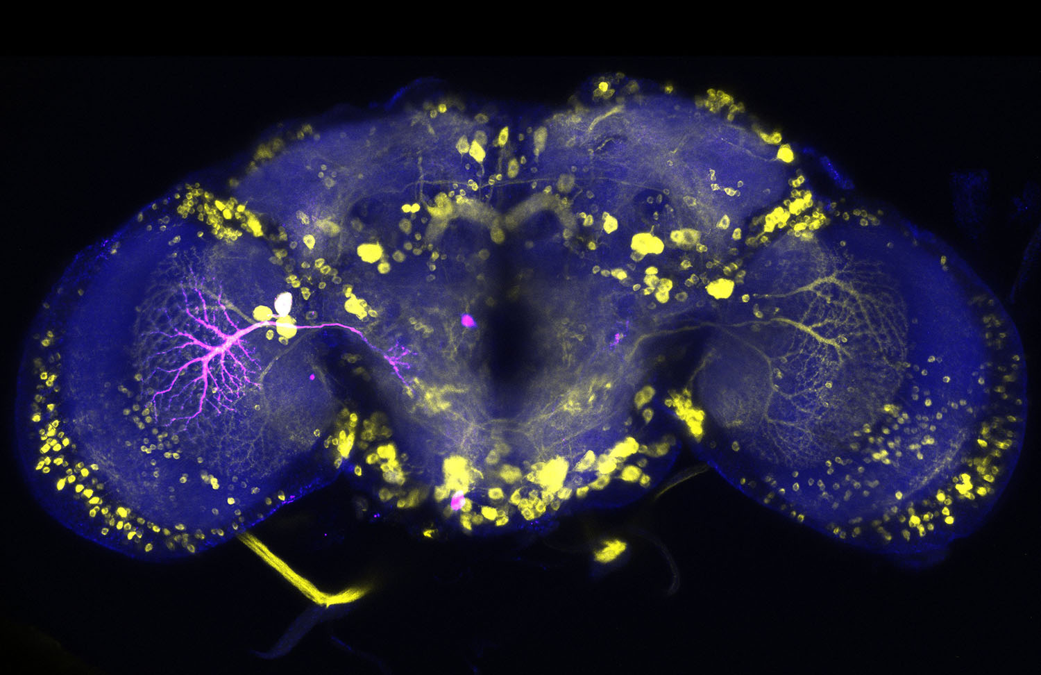 Die fluoreszenzmikroskopische Aufnahme eines Fruchtfliegengehirns zeigt leuchtend gelbe und violette neuronale Strukturen auf dunklem Hintergrund, die komplexe neuronale Netzwerke und Zellcluster hervorheben.