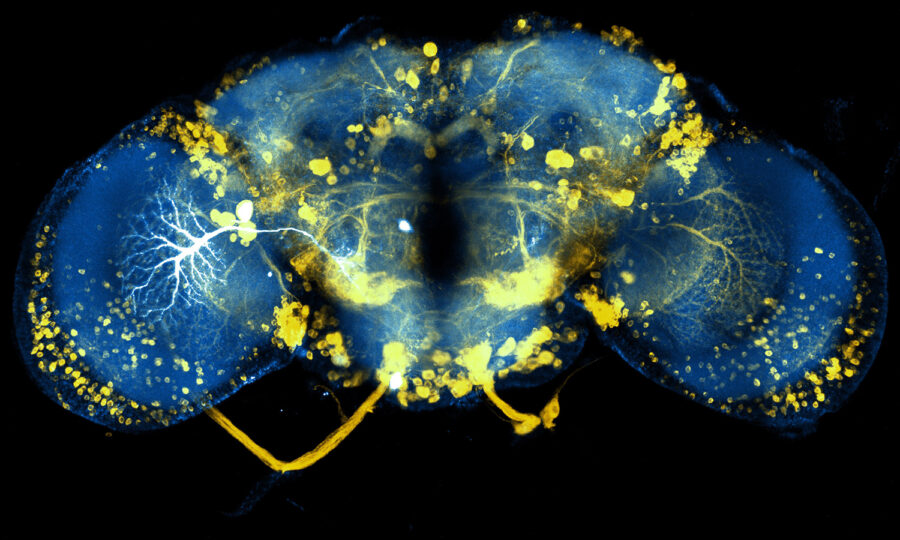 Fluoreszenzmikroskopische Aufnahme eines Drosophila-Gehirns (Fruchtfliege), die leuchtend gelbe neuronale Verbindungen und blau gefärbte Strukturen vor einem schwarzen Hintergrund zeigt, die einem symmetrischen, abstrakten Muster ähneln.