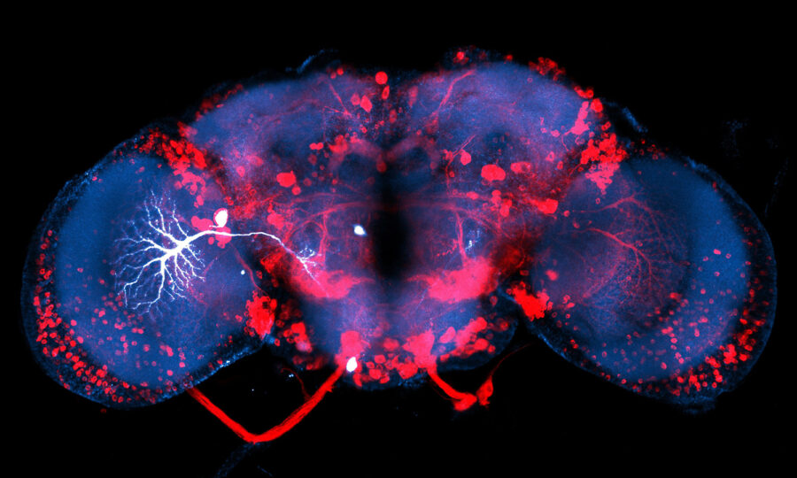 Fluoreszenzmikroskopische Aufnahme des Gehirns einer Fruchtfliege mit blau und rot hervorgehobenen Neuronen, verzweigten neuronalen Strukturen und hellen Flecken vor schwarzem Hintergrund.