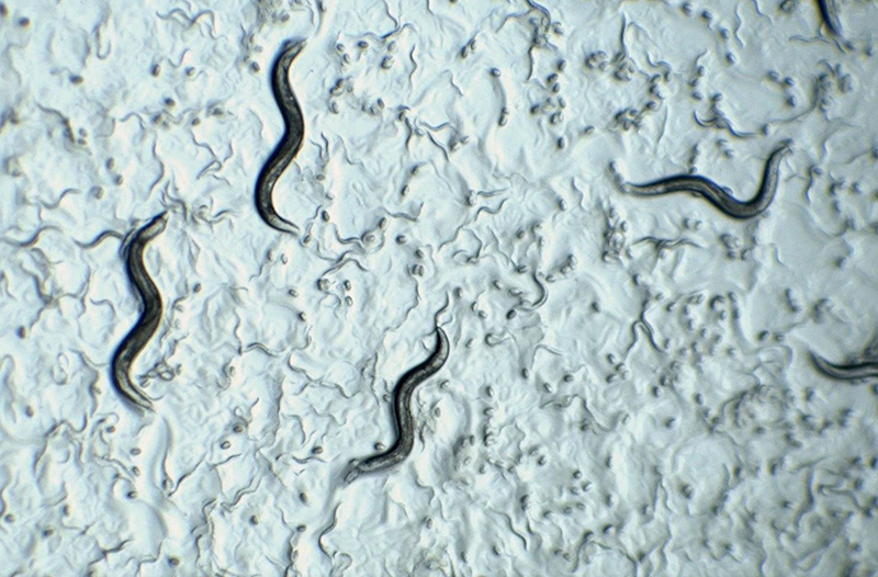 Unter dem Mikroskop sind mehrere dünne, dunkle, wurmartige Organismen vor einem hellen, strukturierten Hintergrund zu sehen, was auf eine Nahaufnahme von mikroskopisch kleinen Nematoden oder Spulwürmern schließen lässt.