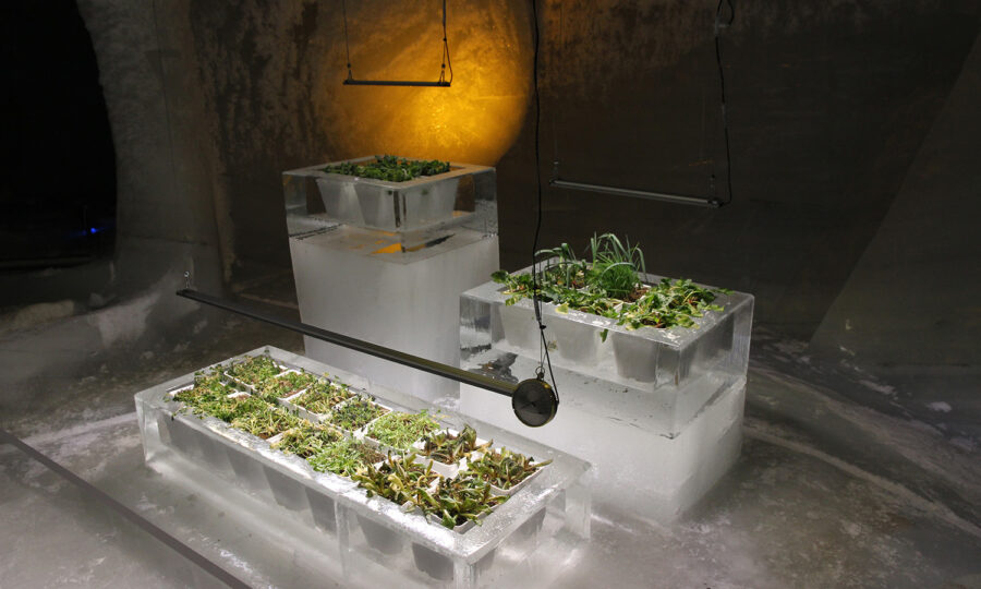Drei transparente Eisblöcke enthalten Schalen mit grünen Setzlingen und Pflanzen, die in einer ansonsten kalten, eisigen Umgebung von einem warmen gelben Licht beleuchtet werden. Metallstangen und -rohre umgeben die Ausstellung und lassen auf einen Versuchsaufbau schließen.