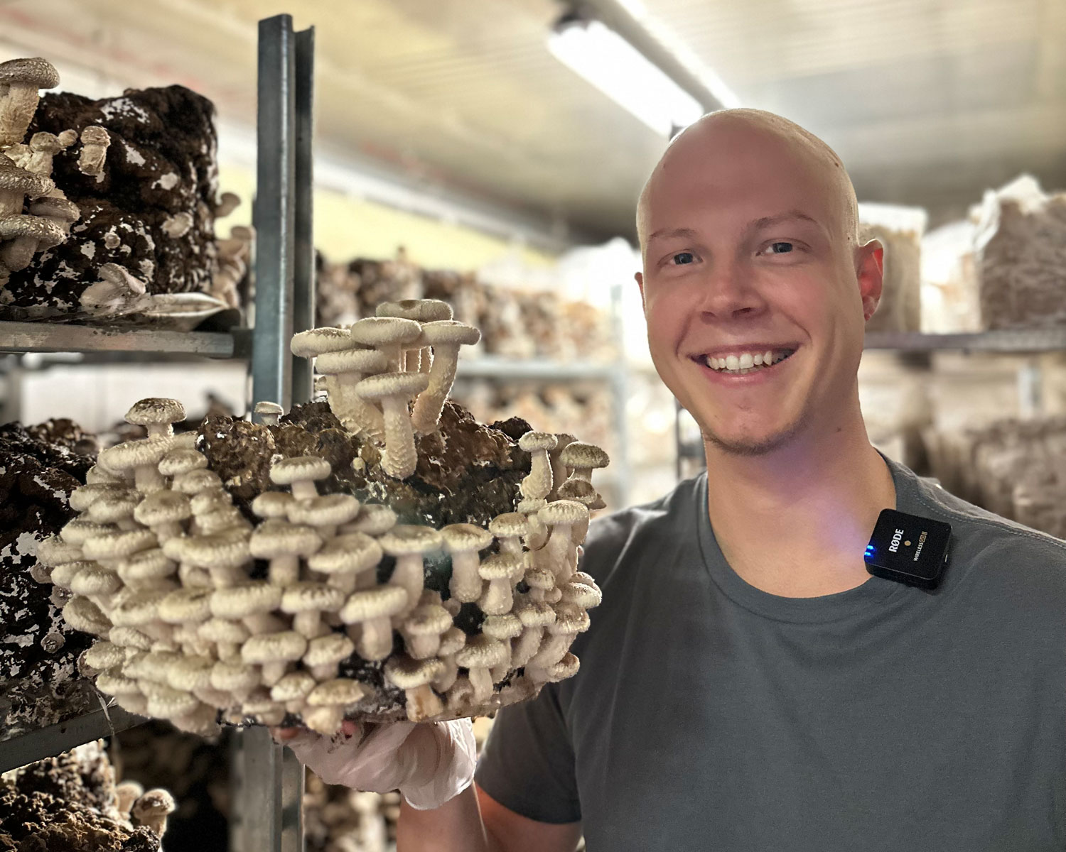Eine lächelnde Person in einem grauen Hemd hält einen großen Haufen Pilze in einer Pilzzuchtanlage, mit Regalen voller weiterer Pilze im Hintergrund.
