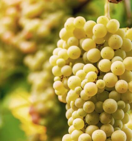 Nahaufnahme einer grünen Traube, die an einer Rebe hängt, umgeben von grünen Blättern im hellen Sonnenlicht.