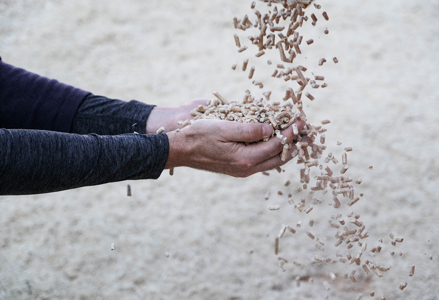 Eine Person in einem dunklen langärmeligen Hemd hält einen Haufen kleiner brauner Kügelchen in der Hand, von denen sie einige vor einem unscharfen Hintergrund im Freien fallen lässt.