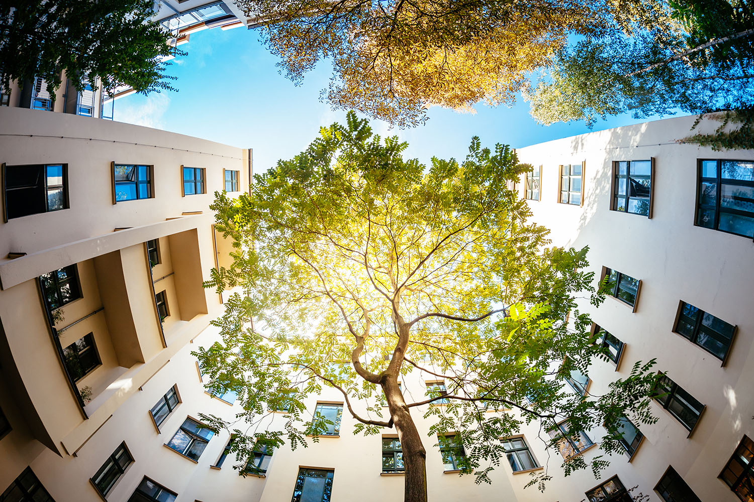 Eine Fisheye-Ansicht vom Boden aus mit Blick auf einen hohen Baum mit grünen Blättern in der Mitte eines weißen Wohnhofs, umgeben von mehrstöckigen Gebäuden vor einem strahlend blauen Himmel.