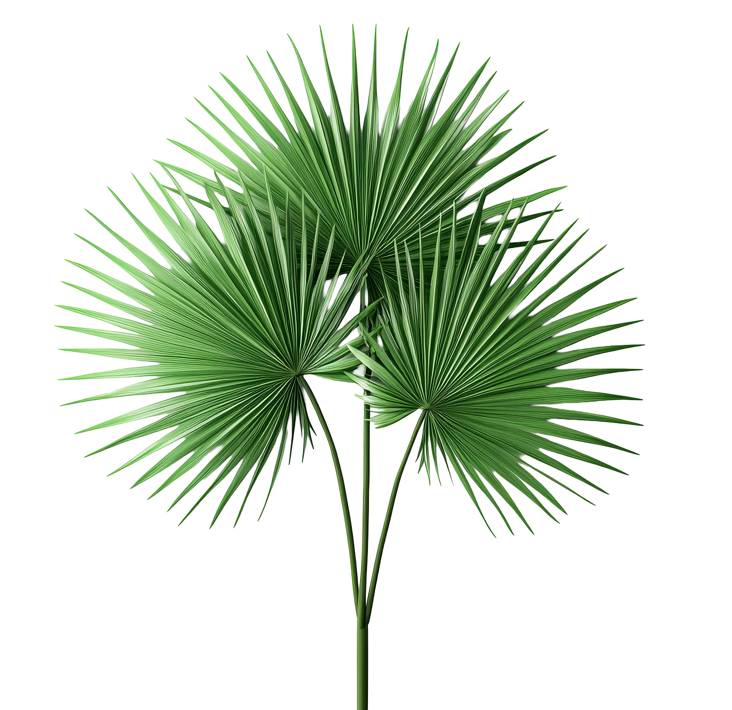 Drei grüne Fächerpalmenblätter mit strahlenden, stacheligen Wedeln auf langen Stielen, isoliert auf einem weißen Hintergrund.