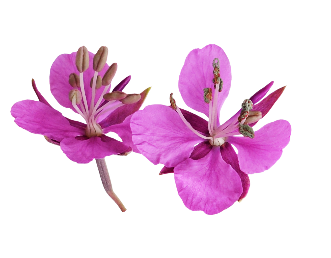 Zwei leuchtend rosafarbene Blüten mit je vier Blütenblättern und auffälligen Staubgefäßen vor einem weißen Hintergrund.