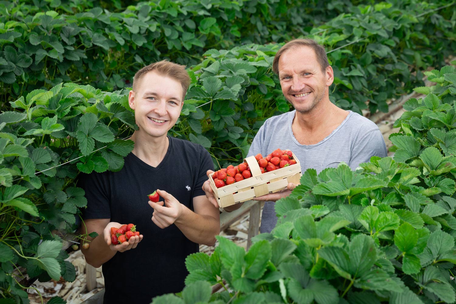 Zwei Männer stehen zwischen üppigen grünen Erdbeerpflanzen und lächeln in die Kamera. Ein Mann hält einen Korb mit Erdbeeren, während der andere eine Erdbeere in der Hand hält. Um sie herum sind reife Erdbeeren an den Pflanzen zu sehen.