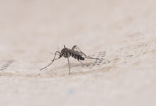 Nahaufnahme einer Stechmücke, die auf einer hellen, strukturierten Oberfläche mit unscharfem Hintergrund steht, wodurch die zarten Beine und Flügel des Insekts hervorgehoben werden.