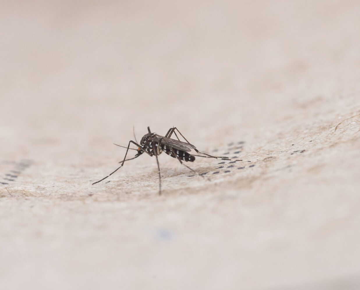 Nahaufnahme einer Stechmücke, die auf einer hellen, strukturierten Oberfläche mit unscharfem Hintergrund steht, wodurch die zarten Beine und Flügel des Insekts hervorgehoben werden.