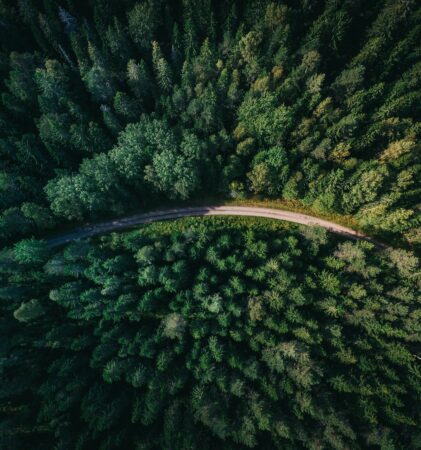 Eine kurvenreiche Straße führt durch einen dichten grünen Wald, von oben gesehen. Hohe Bäume mit unterschiedlichen Grüntönen füllen den Rahmen und bilden ein üppiges natürliches Blätterdach um die schmale Straße.