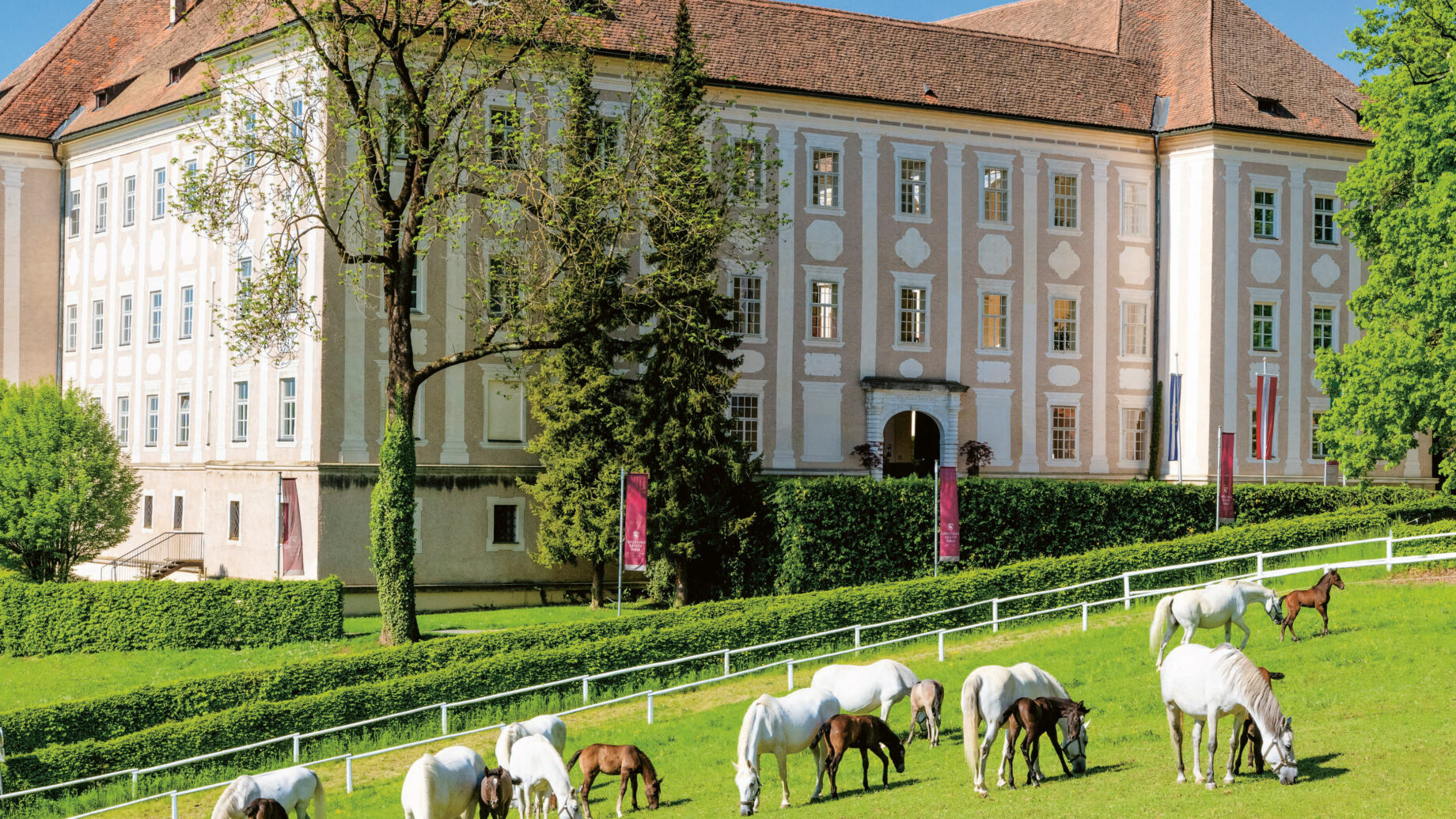 Weiße Pferde mit Fohlen grasen auf einer grünen Wiese vor einem großen, historischen Gebäude mit vielen Fenstern und einem roten Dach unter einem klaren blauen Himmel.