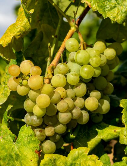 Eine Nahaufnahme einer Traube grüner Weintrauben, die an einer Rebe hängt und von grünen Blättern in einem Weinberg umgeben ist.